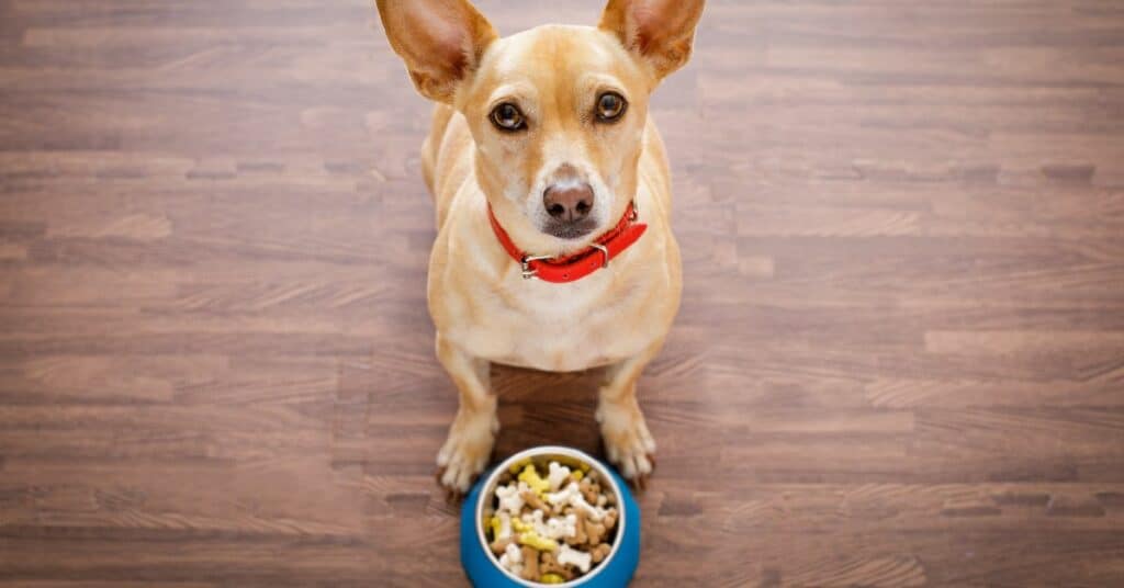 הכלבלב השמין קצת כך תשמרו על תזונה נכונה לכלב שלכם!